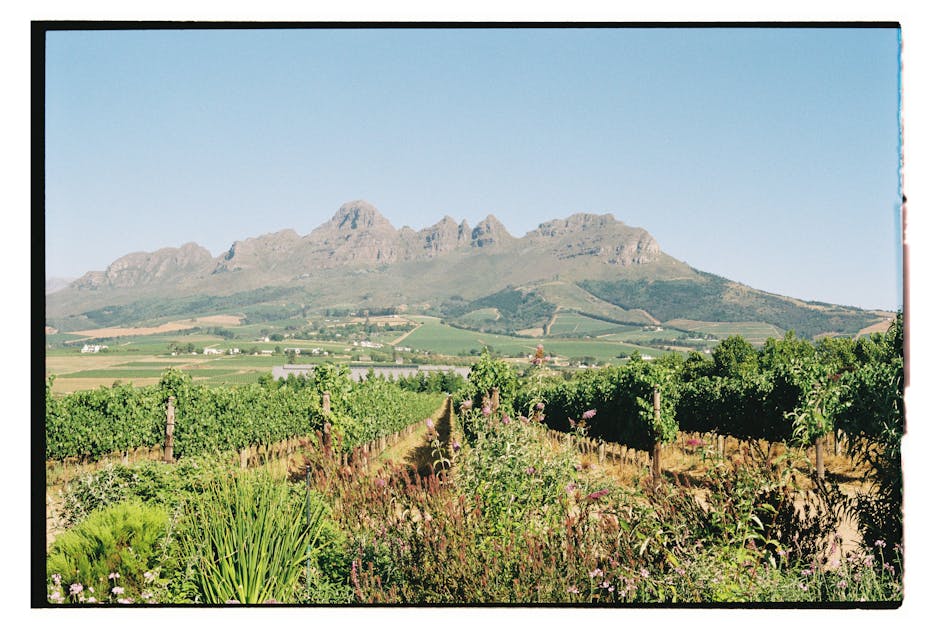Viñedos de Stellenbosch Sudáfrica — eSIM y ruta del vino