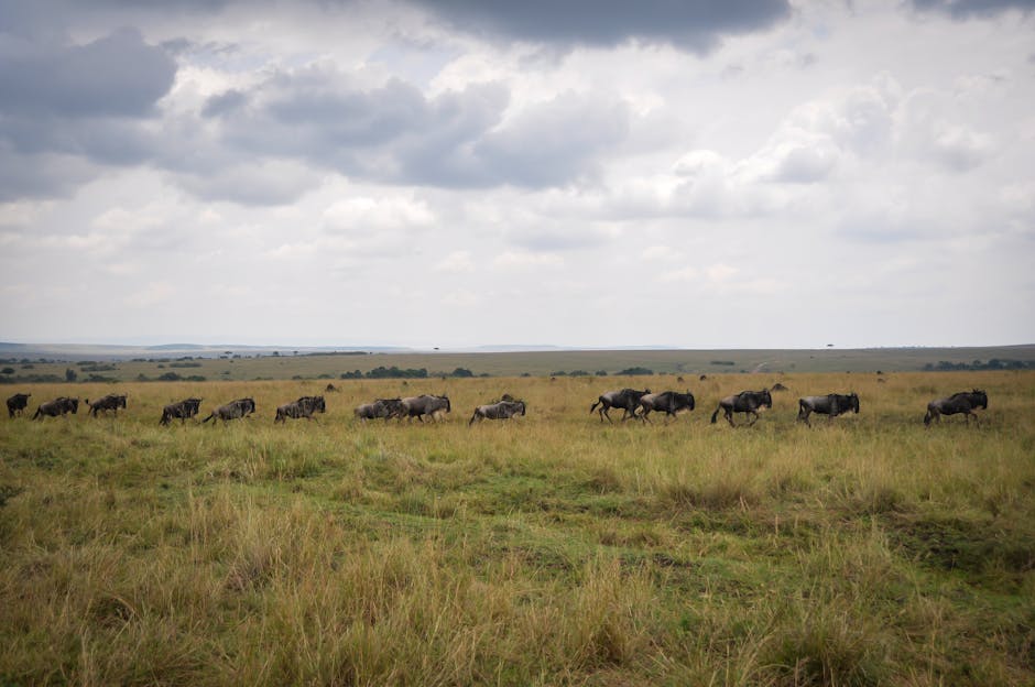 Gran Migración Masai Mara Kenia — eSIM y conexión en safari