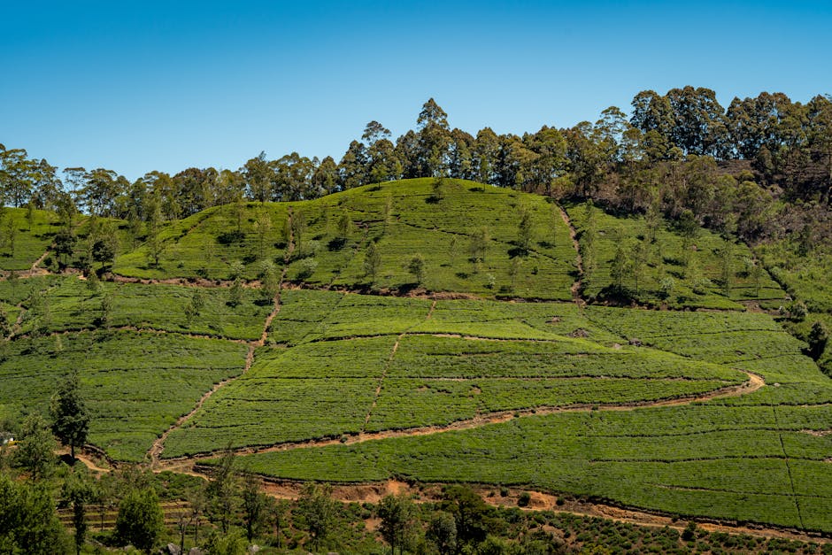 Plantaciones de té Sri Lanka — la mejor eSIM para tu viaje